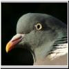 Columba palumbus - Ringeltaube 01.jpg